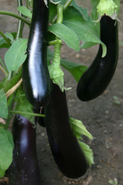 Aubergine 'Violetta Lunga 3', Solanum melongena Biologisch
