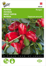 Snackpaprika pot 'Paragon', Capsicum annuum