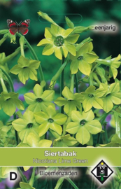 Nicotiana alata 'Lime Green', Siertabak(voorlopig niet leverbaar)