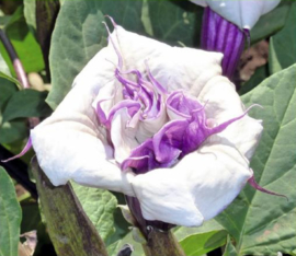 Datura metel 'Double Violetblue', Doornappel