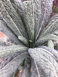 Palmkool 'Nero di Toscana', Brassica oleracea L. convar. acephala