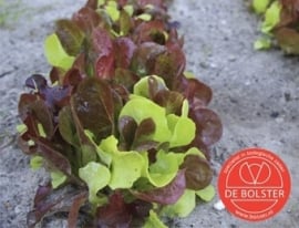 Mesclun puur sla snijsla Biologisch