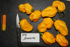 Peper 'Mme Jeannette', Capsicum chinense