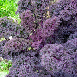 Boerenkool rode 'Roter Grunkohl', Brassica oleracea var. laciniata Biologisch