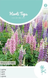 Lupinus polyphyllus 'Russel Hybrids Mix', Lupine