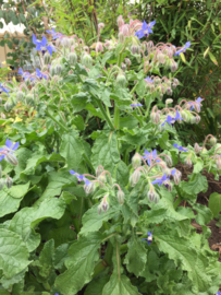 Borage komkommerkruid, Borago officinalis Biologisch