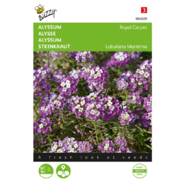 Alyssum maritimum 'Royal Carpet', Alyssum