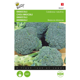 Broccoli 'Calabrese Natalino', Brassica oleracea var. cymosa
