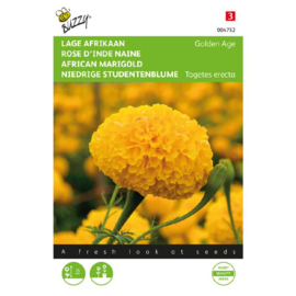 Tagetes erecta 'Golden Age', Afrikaantje