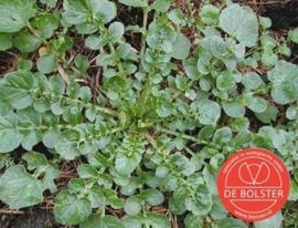 Winterkers, Barbarea vulgaris Biologisch