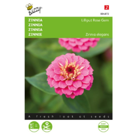 Zinnia elegans 'Lilliput Rose Gem', Zinnia