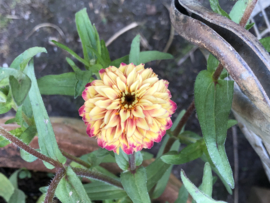 Zinnia angustifolia 'Persian Carpet', Zinnia laag