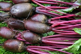 Biet rode 'Cylindrica type Halflange', Beta vulgaris var. rubra Biologisch