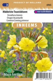 Oenothera biennis, Middelste Teunisbloem (Nachtkaars)