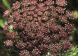 Daucus carota 'Dara', Bloeiende Wortel