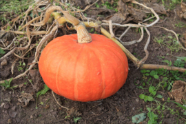 Pompoen 'Tractor F1', Cucurbita maxima Biologisch