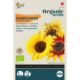 Helianthus annuus 'Compact Spray' Zonnebloem Biologisch