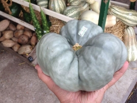 Pompoen 'Triamble', Cucurbita maxima