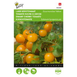 Cherrytomaat ‘Gourmandise', Solanum lycopersicum