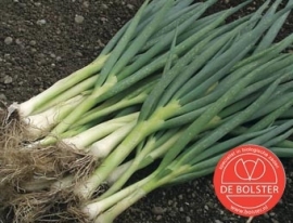 Stengelui lenteui of grove bieslook 'Ishikura Long white', Allium fistulosum Biologisch