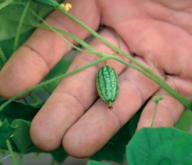 Komkommer muismeloen cucamelon muiskomkommer, Zehneria (Melothria) scabra