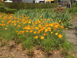 Eschscholzia californica oranje, Slaapmutsje Biologisch