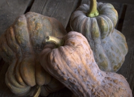 Butternut flespompoen 'Shishigatani', Cucurbita moschata