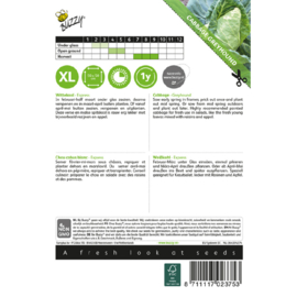 Wittekool 'Express', Brassica oleracea