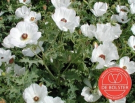 Argemone polyanthemos, Stekelpapaver Biologisch