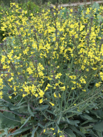 Broccoli roosjes sprouting 'Summer Purple', Brassica oleracea var. cymosa