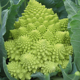 Bloemkool romanesco 'Veronica F1', Brassica oleracea botrytis var. Botrytis Biologisch