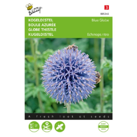 Echinops ritro ' Blue Globe', Kogeldistel