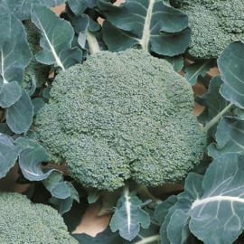 Broccoli 'Belstar F1', Brassica oleracea var. cymosa Biologisch