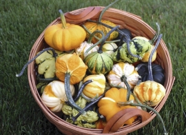 Pompoen kalebas 'Galaxy of Stars', Cucurbita pepo