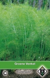 Venkel, Foeniculum vulgare