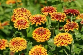 Zinnia elegans 'Macarenia', Zinnia