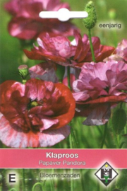 Papaver rhoeas 'Pandora', Klaproos