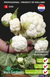 Bloemkool 'Multi Head F1', Brassica oleracea var. botrytis