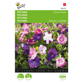Petunia X nana compacta Dwarf Mixed, Petunia staand