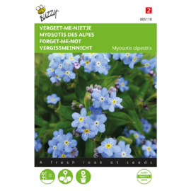 Myosotis alpestris 'Blue Ball', Vergeet-mij-nietje