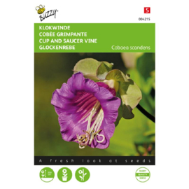 Cobaea scandens, Klokwinde