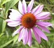 Echinacea purpurea, Zonnehoed Rudbeckia Biologisch