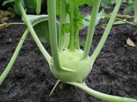 Koolrabi 'Delikatess Witte', Brassica oleracea var. gongylodes Biologisch