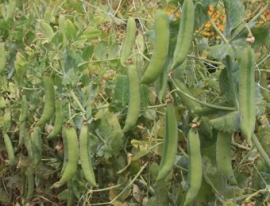 Rijsdoperwt 'Senator', Pisum sativum Biologisch