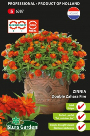 Zinnia marylandica 'Double Zahara Fire', Zinnia laag