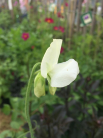 Lathyrus odoratus 'White Ensign', Siererwt