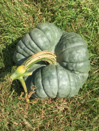 Pompoen 'Triamble', Cucurbita maxima