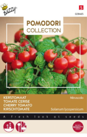 Bestomaat 'Minuscolo', Solanum lycopersicum