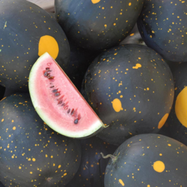 Watermeloen 'Moon And Stars', Citrullus lanatus (momenteel niet leverbaar)