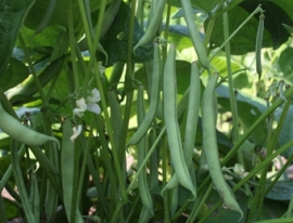 Stamslaboon sperzieboon 'Dubbele Witte Zonder Draad',  Phaseolus vulgaris Biologisch
